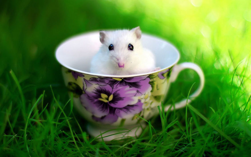 156 Adorable Hamsters That Will Cause A Cuteness Overload