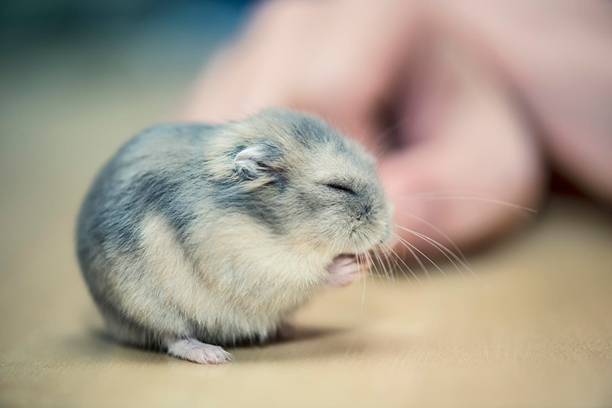 156 Adorable Hamsters That Will Cause A Cuteness Overload