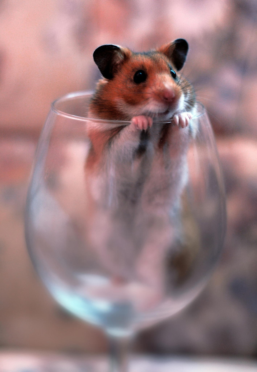 156 Adorable Hamsters That Will Cause A Cuteness Overload