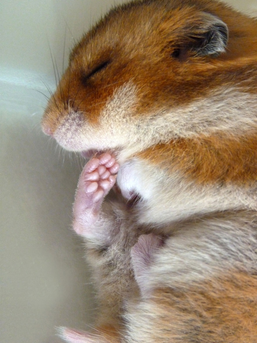 156 Adorable Hamsters That Will Cause A Cuteness Overload