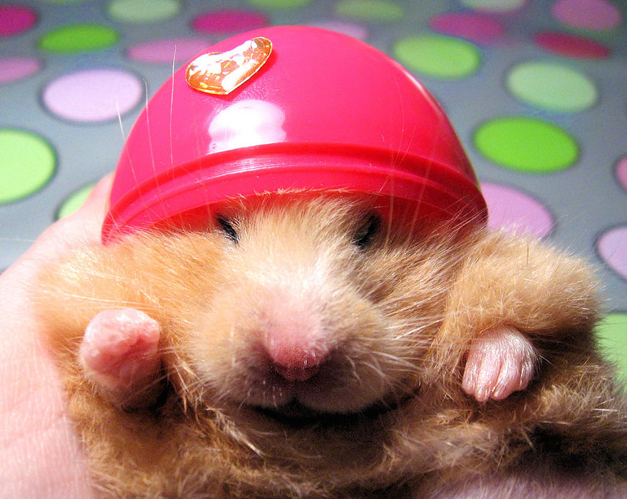156 Adorable Hamsters That Will Cause A Cuteness Overload