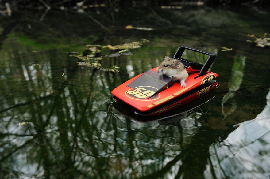156 Adorable Hamsters That Will Cause A Cuteness Overload
