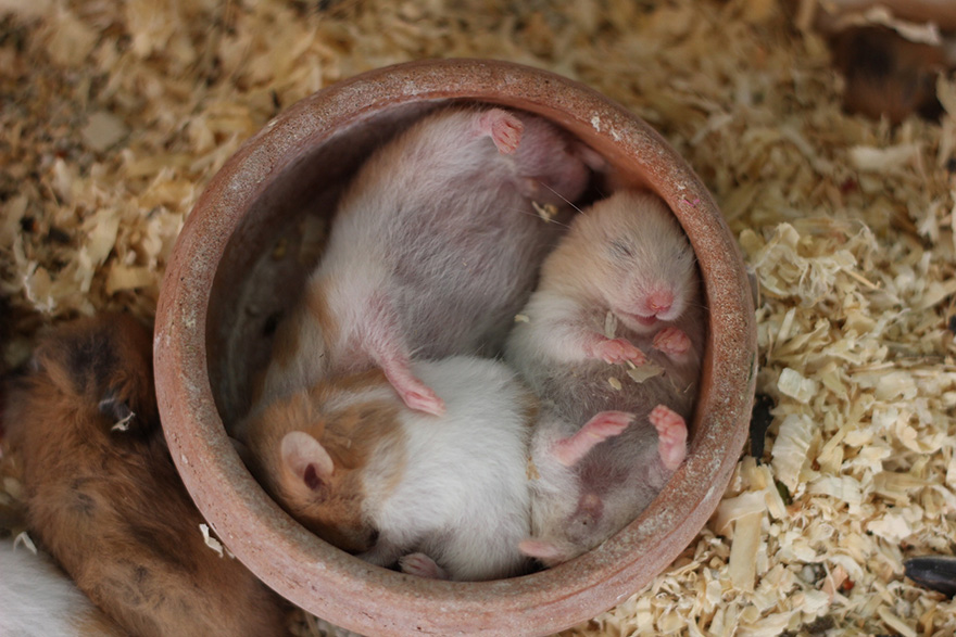 156 Adorable Hamsters That Will Cause A Cuteness Overload