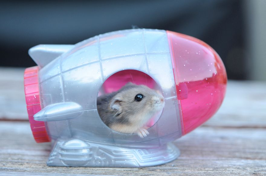 156 Adorable Hamsters That Will Cause A Cuteness Overload
