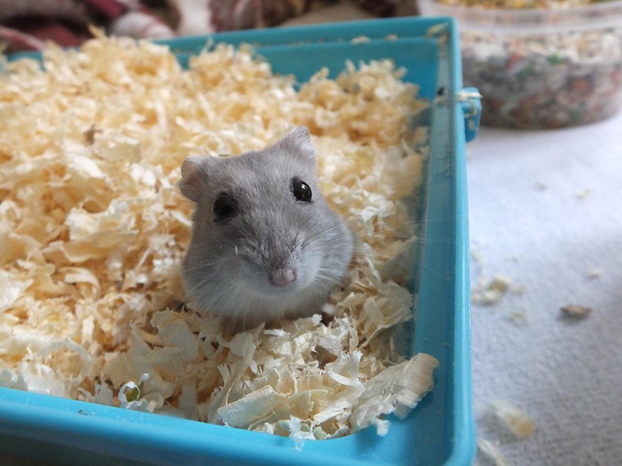 156 Adorable Hamsters That Will Cause A Cuteness Overload