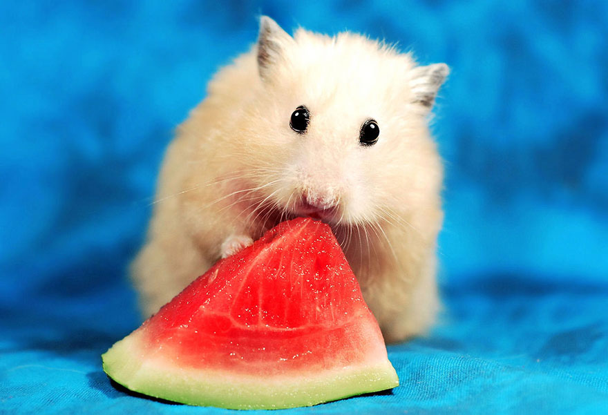 156 Adorable Hamsters That Will Cause A Cuteness Overload