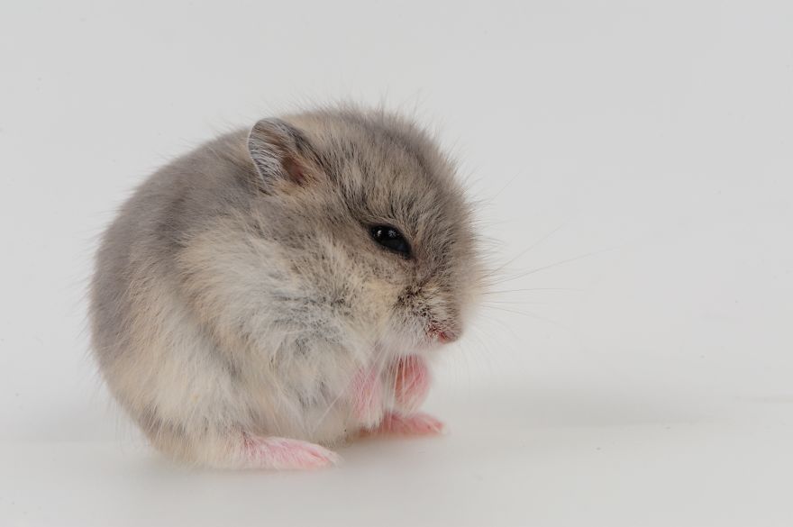 156 Adorable Hamsters That Will Cause A Cuteness Overload