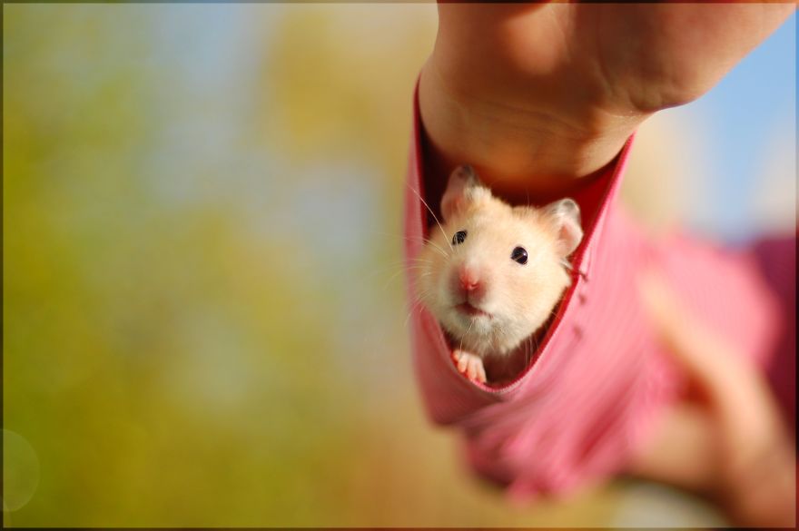 156 Adorable Hamsters That Will Cause A Cuteness Overload