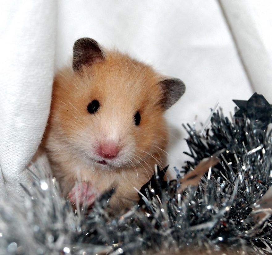 156 Adorable Hamsters That Will Cause A Cuteness Overload