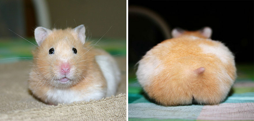 156 Adorable Hamsters That Will Cause A Cuteness Overload