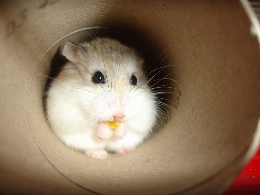 156 Adorable Hamsters That Will Cause A Cuteness Overload