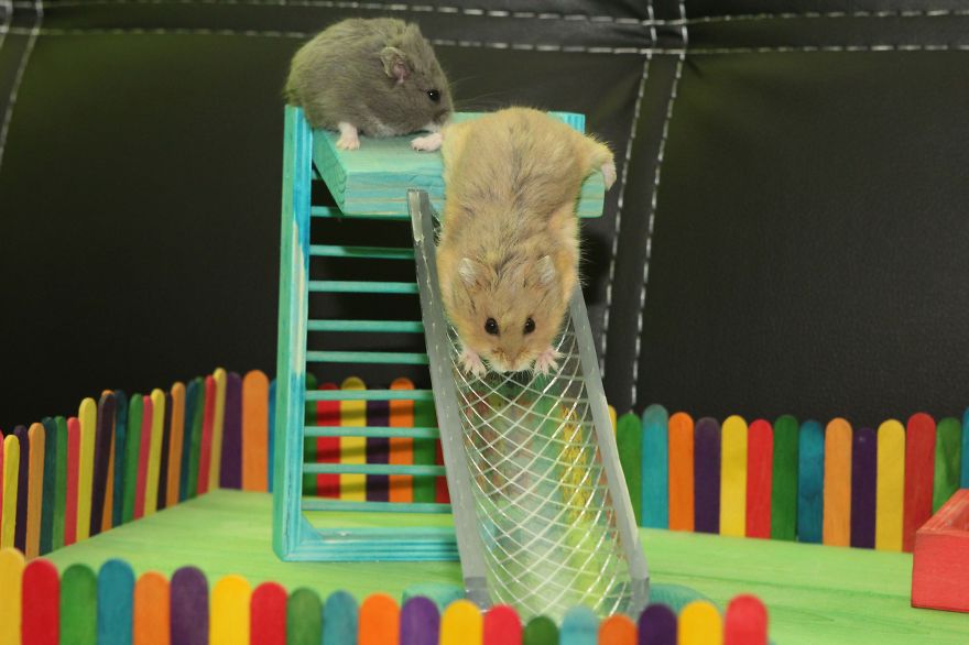 156 Adorable Hamsters That Will Cause A Cuteness Overload