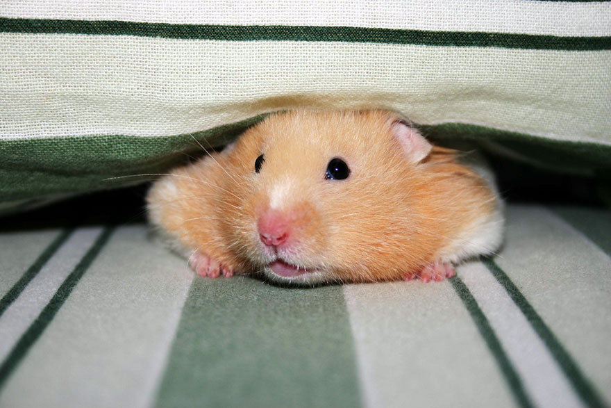 156 Adorable Hamsters That Will Cause A Cuteness Overload