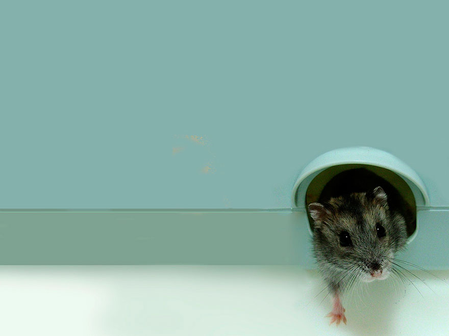 156 Adorable Hamsters That Will Cause A Cuteness Overload