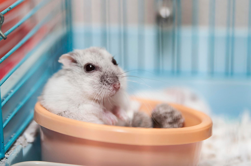 156 Adorable Hamsters That Will Cause A Cuteness Overload