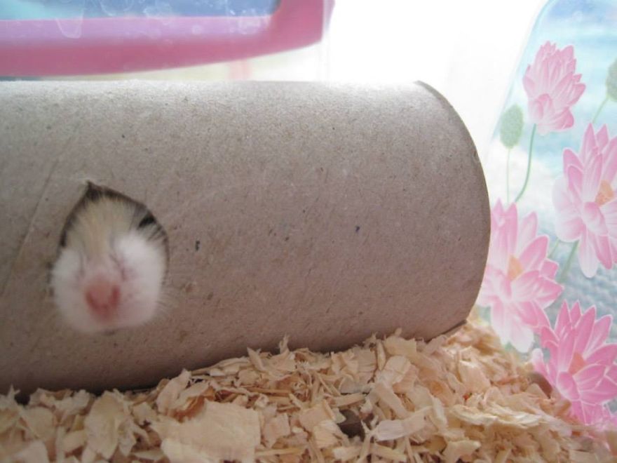 156 Adorable Hamsters That Will Cause A Cuteness Overload