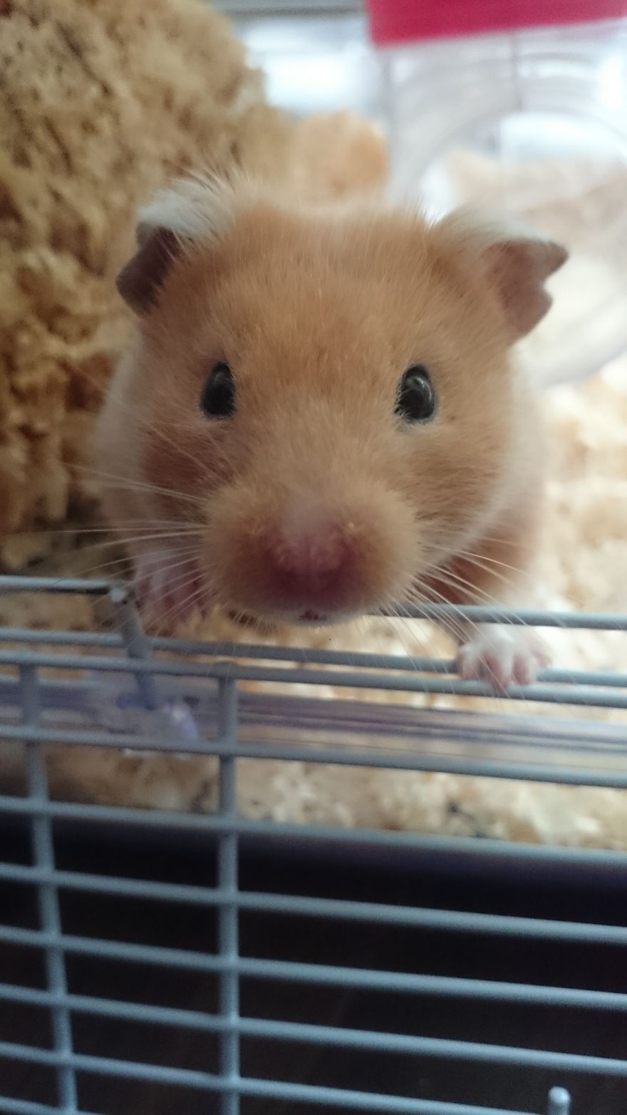156 Adorable Hamsters That Will Cause A Cuteness Overload