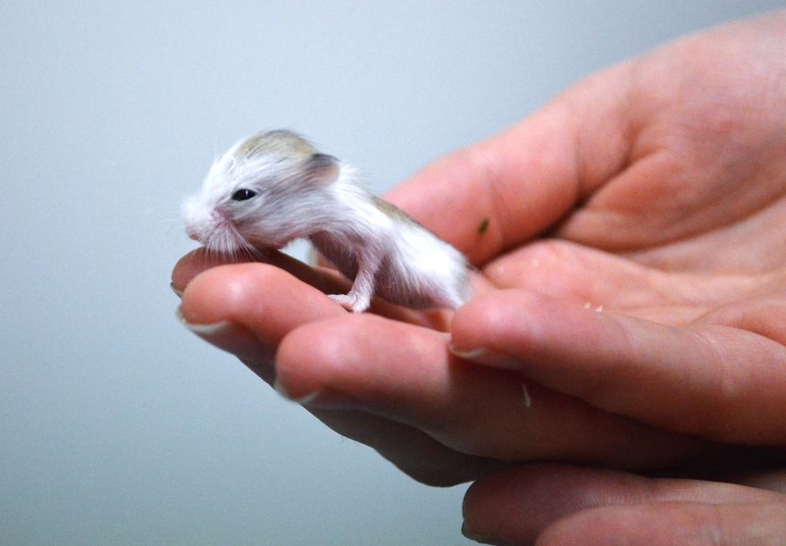 156 Adorable Hamsters That Will Cause A Cuteness Overload