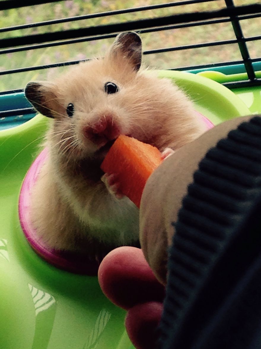 156 Adorable Hamsters That Will Cause A Cuteness Overload