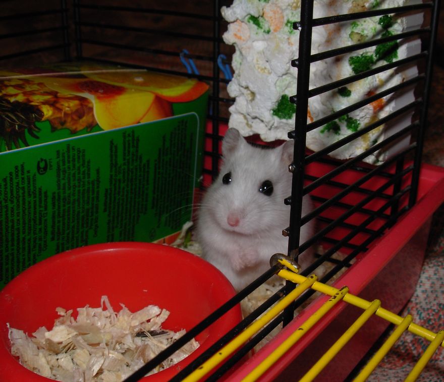 156 Adorable Hamsters That Will Cause A Cuteness Overload