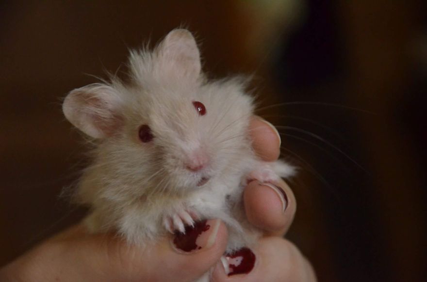 156 Adorable Hamsters That Will Cause A Cuteness Overload