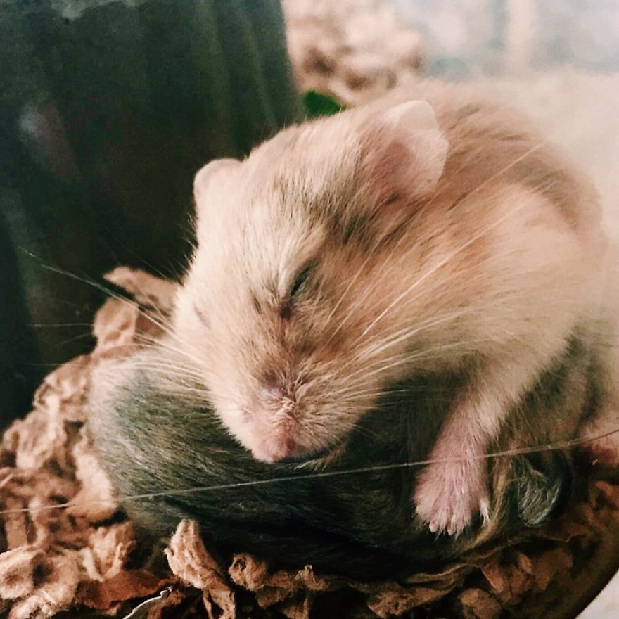 156 Adorable Hamsters That Will Cause A Cuteness Overload