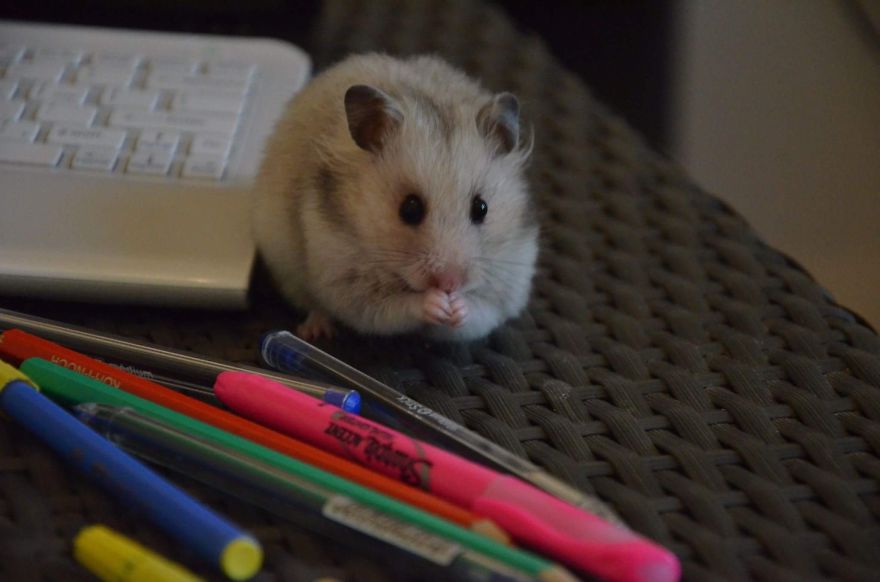 156 Adorable Hamsters That Will Cause A Cuteness Overload
