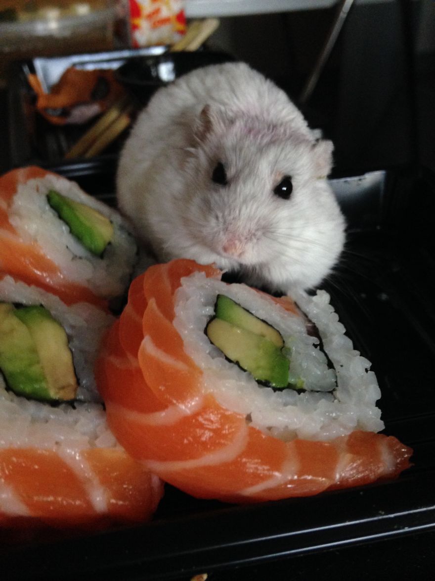 156 Adorable Hamsters That Will Cause A Cuteness Overload
