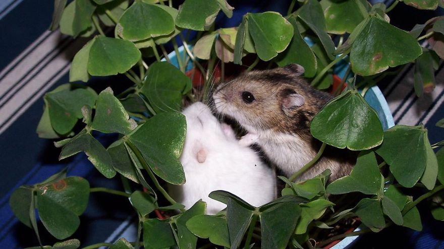 156 Adorable Hamsters That Will Cause A Cuteness Overload