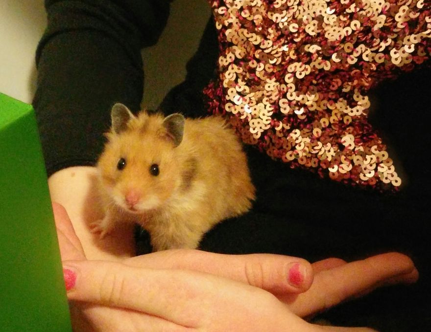 156 Adorable Hamsters That Will Cause A Cuteness Overload