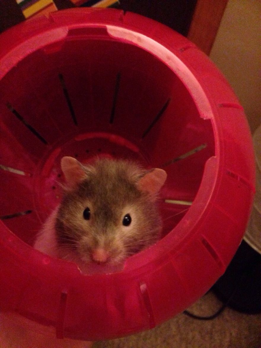 156 Adorable Hamsters That Will Cause A Cuteness Overload