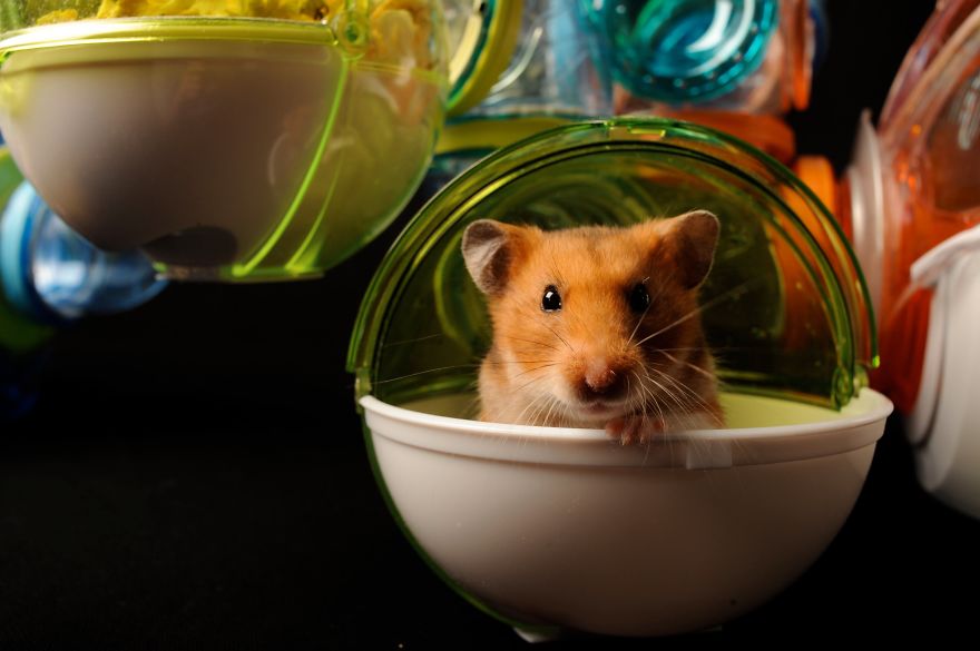 156 Adorable Hamsters That Will Cause A Cuteness Overload