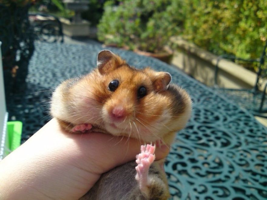 156 Adorable Hamsters That Will Cause A Cuteness Overload