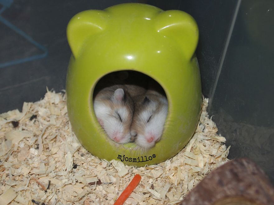 156 Adorable Hamsters That Will Cause A Cuteness Overload