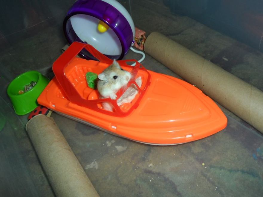 156 Adorable Hamsters That Will Cause A Cuteness Overload