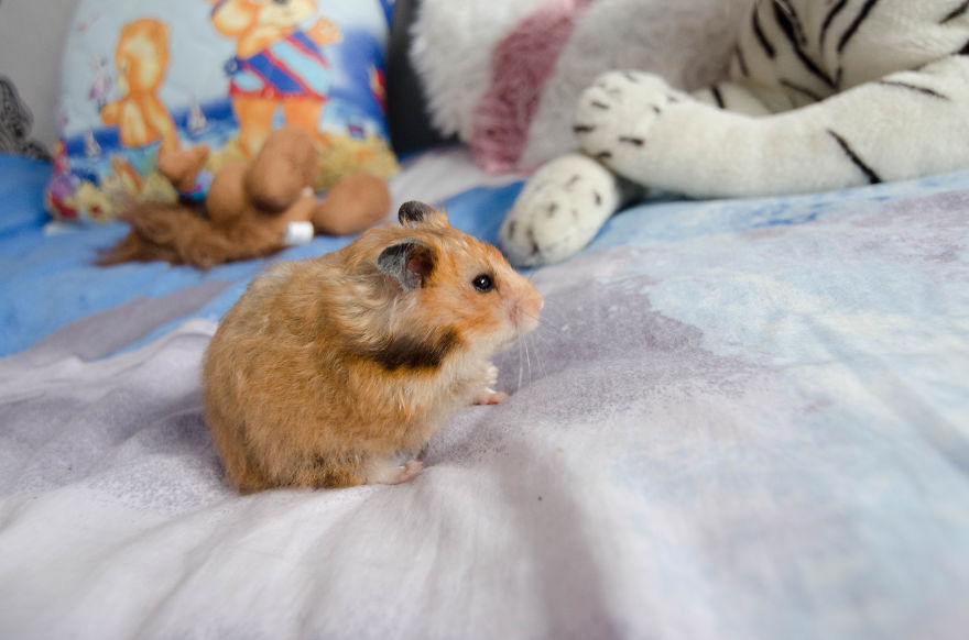 156 Adorable Hamsters That Will Cause A Cuteness Overload