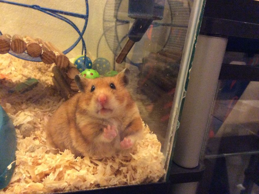 156 Adorable Hamsters That Will Cause A Cuteness Overload