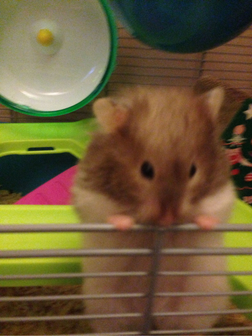 156 Adorable Hamsters That Will Cause A Cuteness Overload