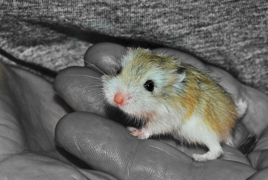 156 Adorable Hamsters That Will Cause A Cuteness Overload