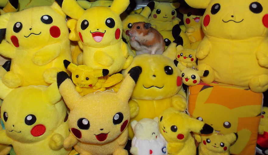 156 Adorable Hamsters That Will Cause A Cuteness Overload