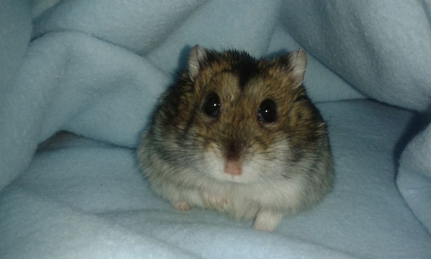 156 Adorable Hamsters That Will Cause A Cuteness Overload
