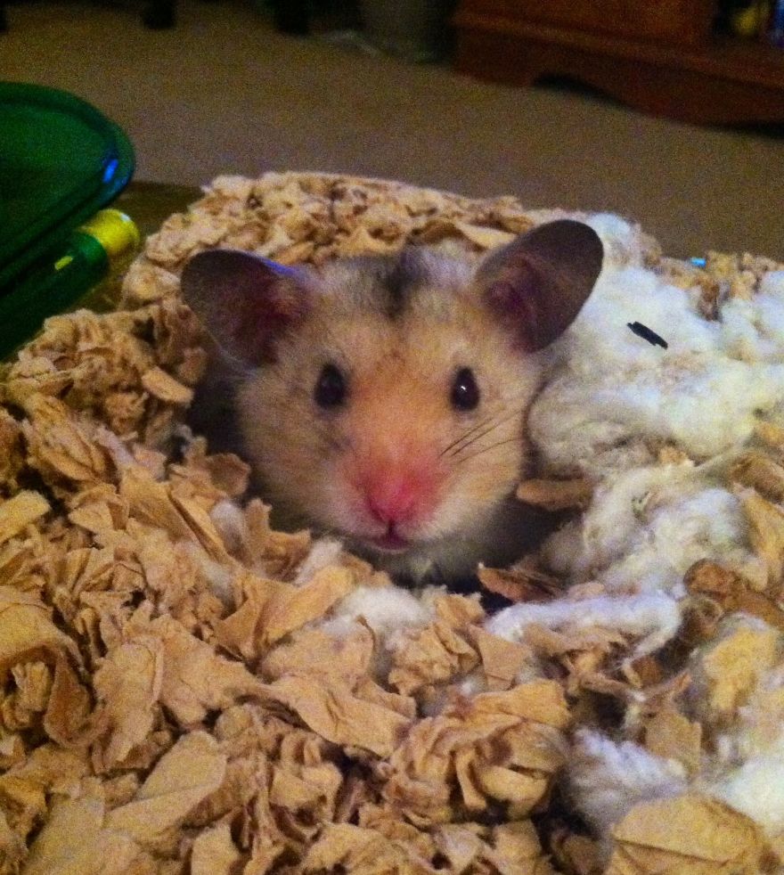 156 Adorable Hamsters That Will Cause A Cuteness Overload