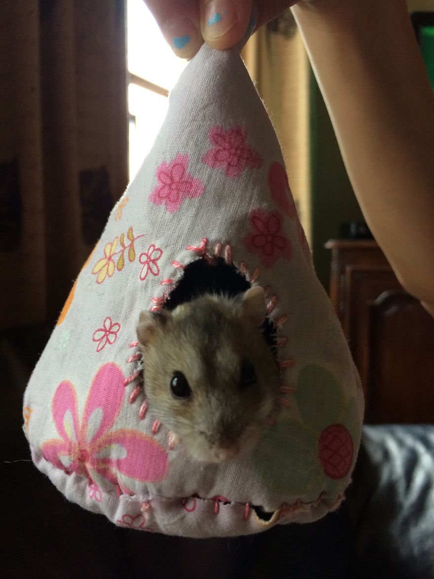 156 Adorable Hamsters That Will Cause A Cuteness Overload