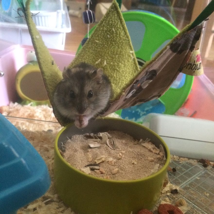 156 Adorable Hamsters That Will Cause A Cuteness Overload