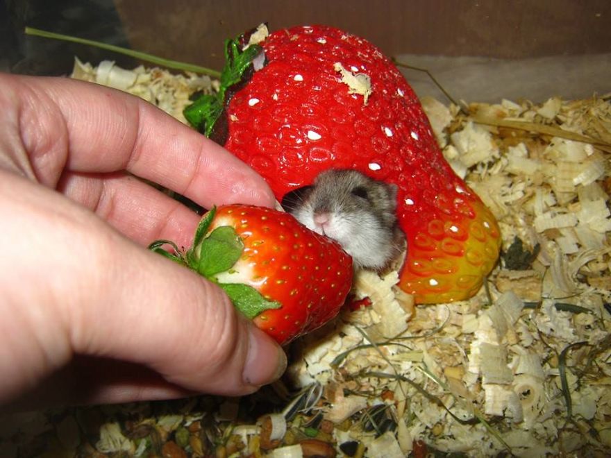 156 Adorable Hamsters That Will Cause A Cuteness Overload