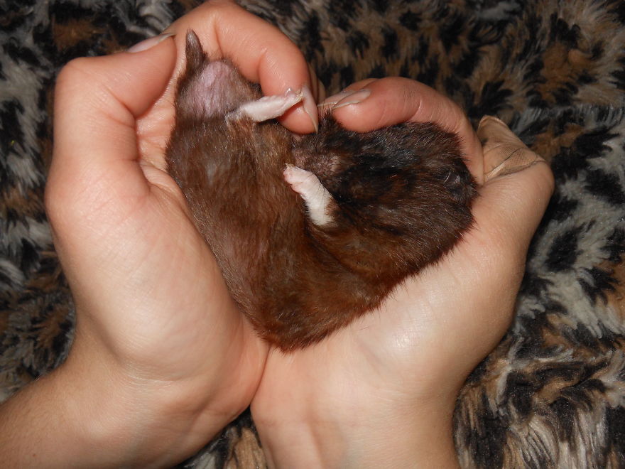 156 Adorable Hamsters That Will Cause A Cuteness Overload