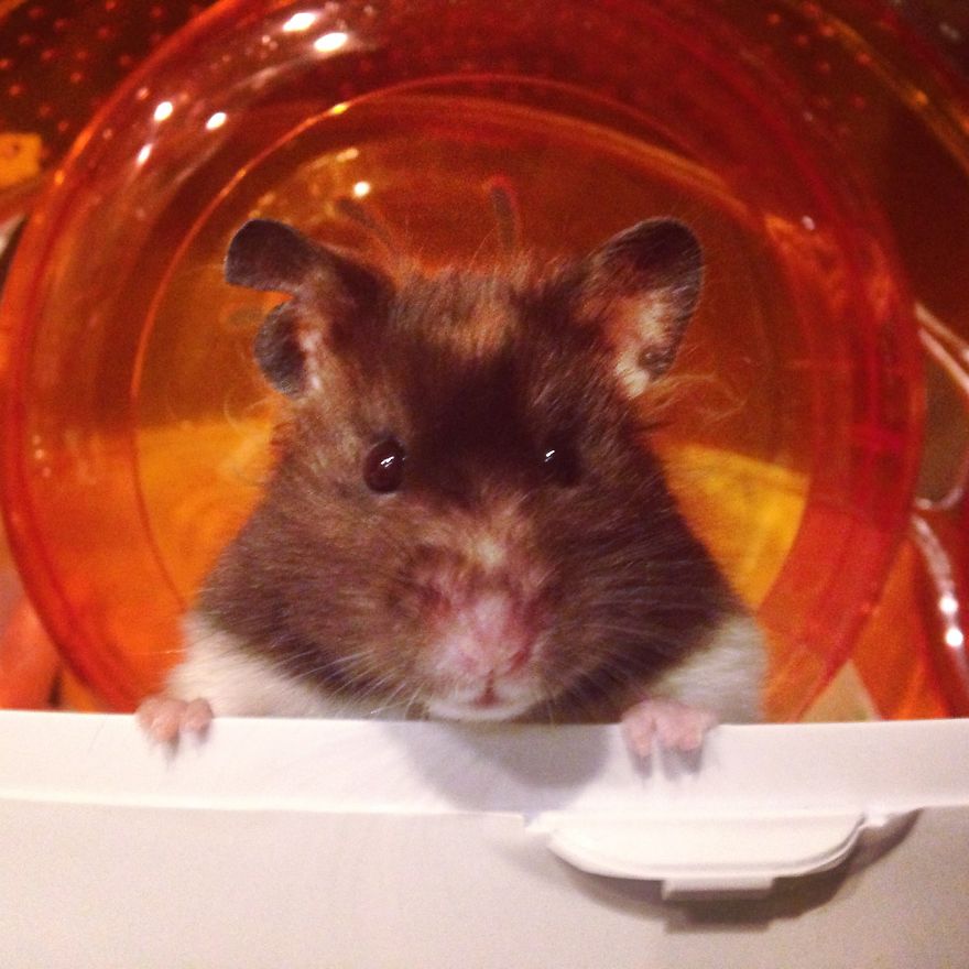 156 Adorable Hamsters That Will Cause A Cuteness Overload