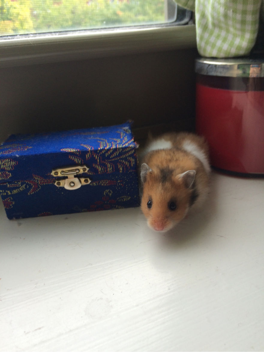 156 Adorable Hamsters That Will Cause A Cuteness Overload