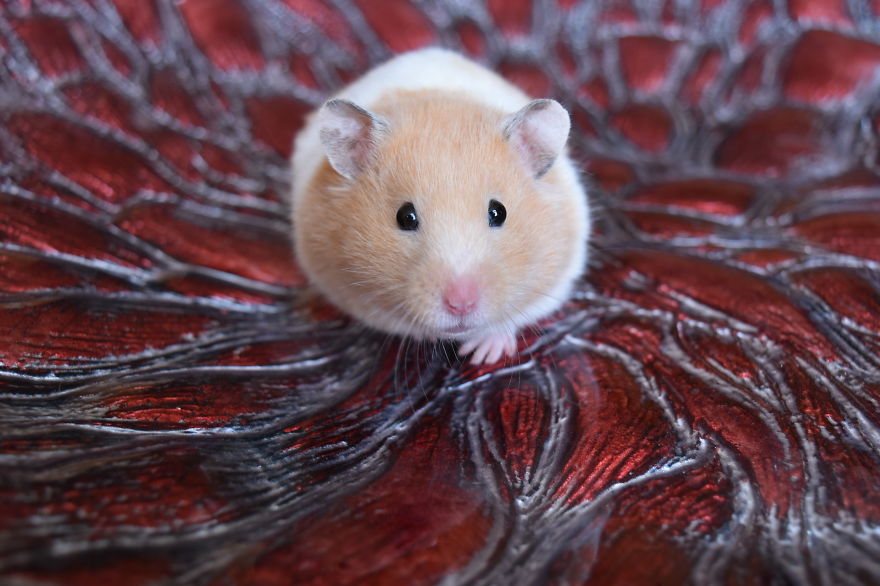 156 Adorable Hamsters That Will Cause A Cuteness Overload