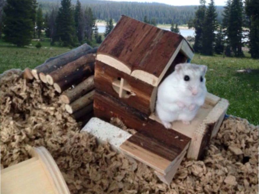 156 Adorable Hamsters That Will Cause A Cuteness Overload